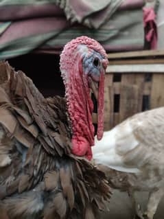 young brown slate turkey pair