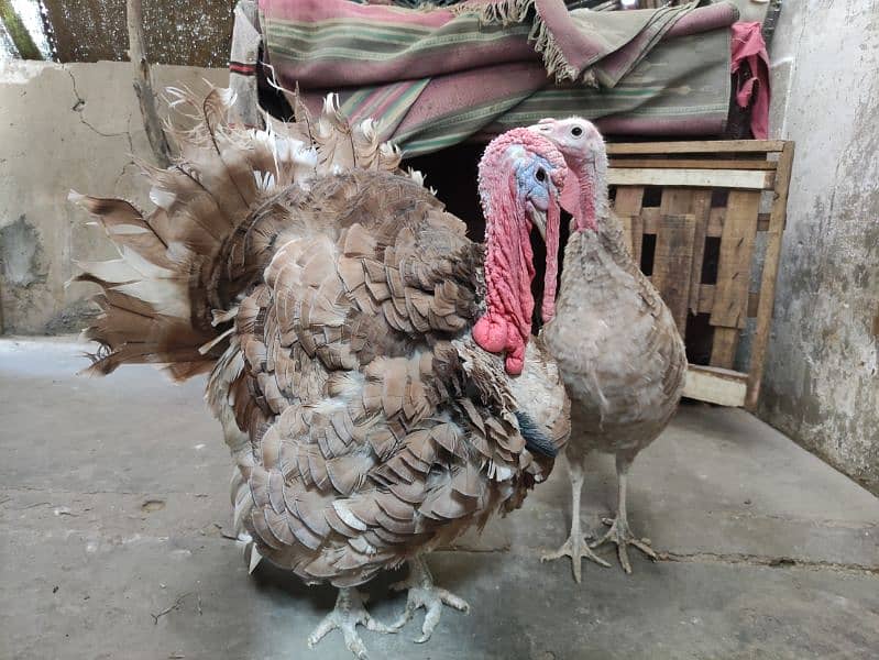 young brown slate turkey pair 1