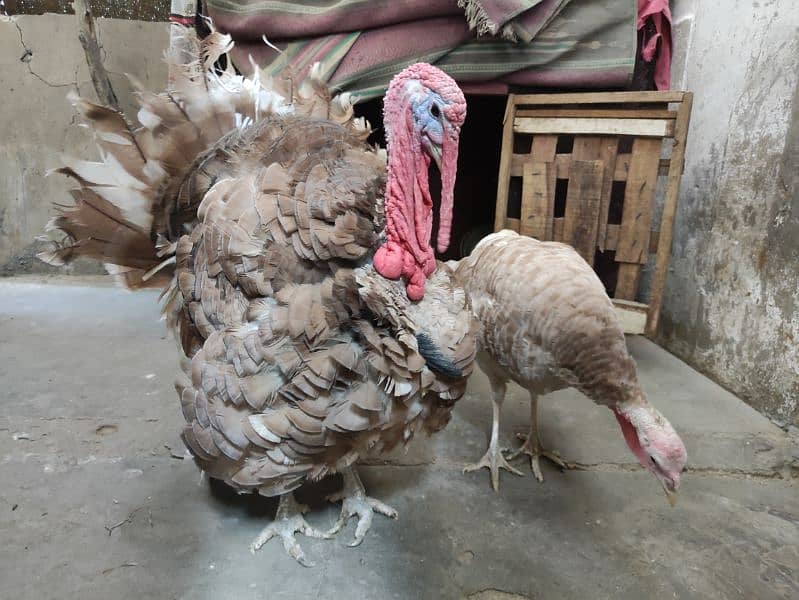 young brown slate turkey pair 2