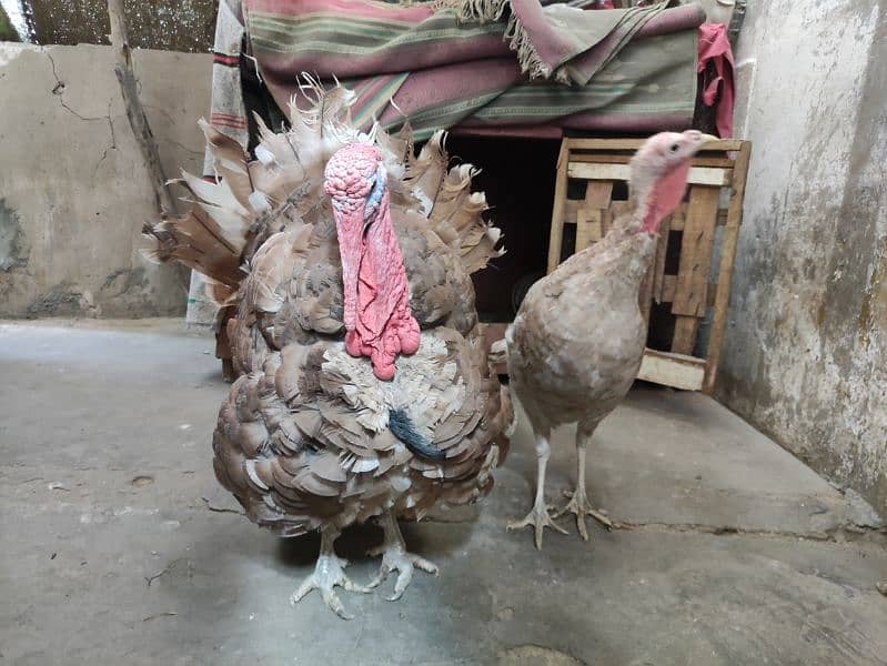 young brown slate turkey pair 3