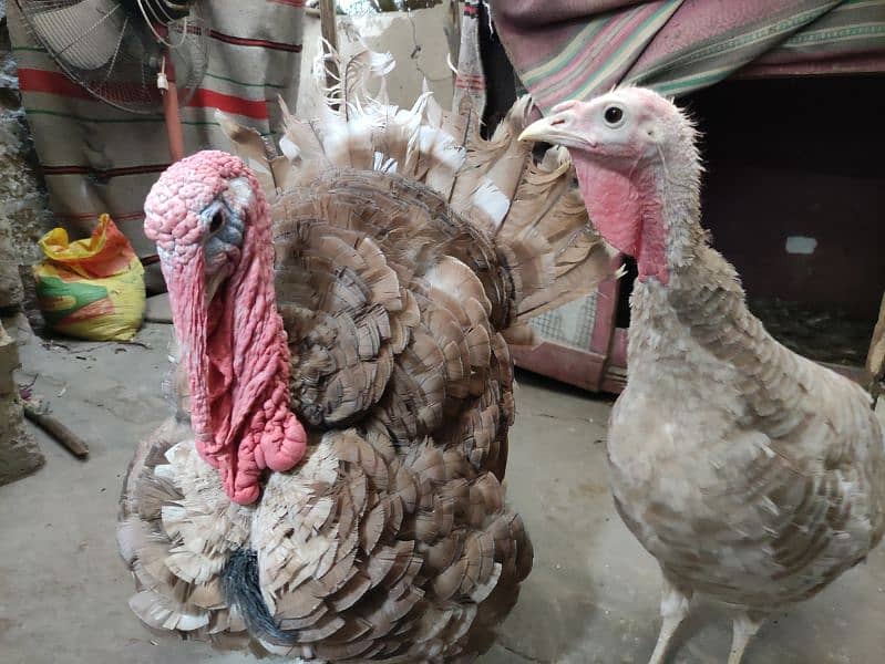 young brown slate turkey pair 4