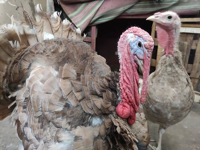 young brown slate turkey pair 5