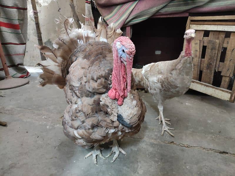 young brown slate turkey pair 7