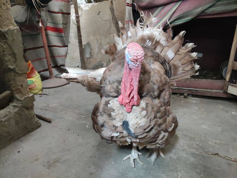 young brown slate turkey pair 8