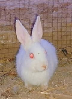 Beautiful White Red eyes Rabbits