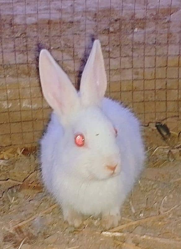 Beautiful White Red eyes Rabbits 0