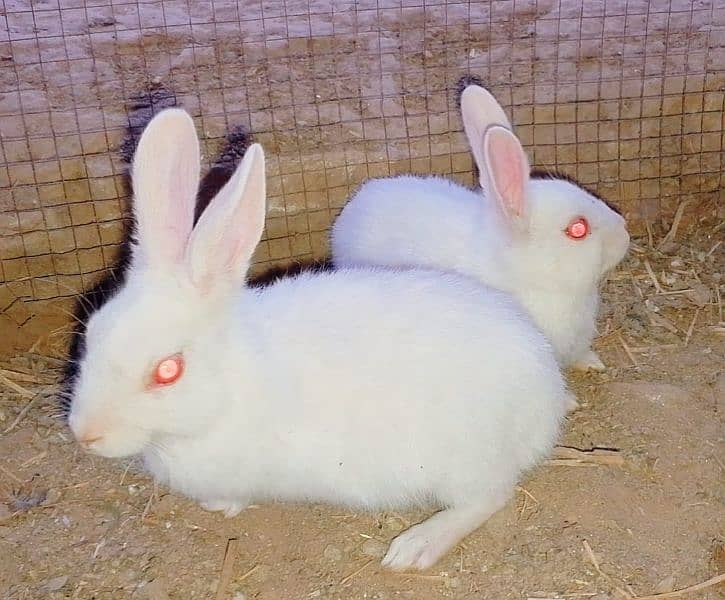 Beautiful White Red eyes Rabbits 1