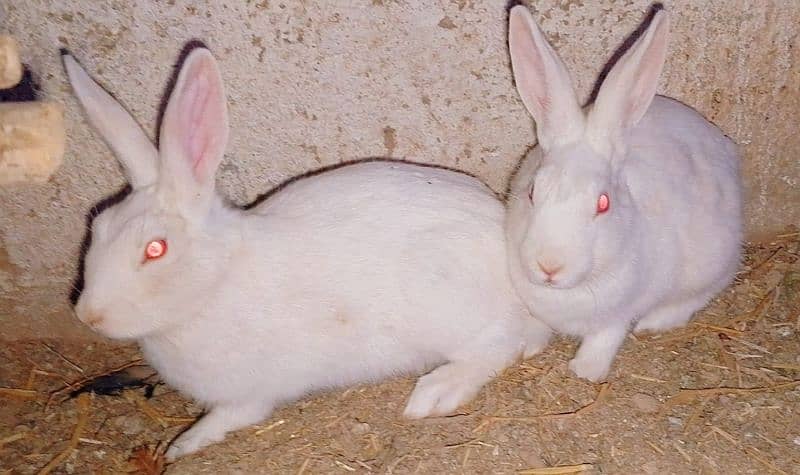 Beautiful White Red eyes Rabbits 2