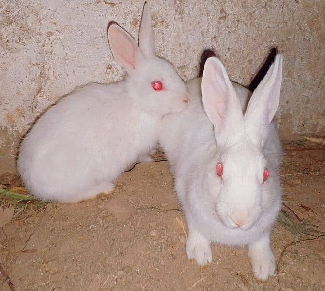 Beautiful White Red eyes Rabbits 3