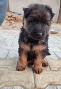 German shepherd puppy available