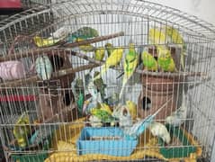 50 Australian parrots With Cage (Read Add)