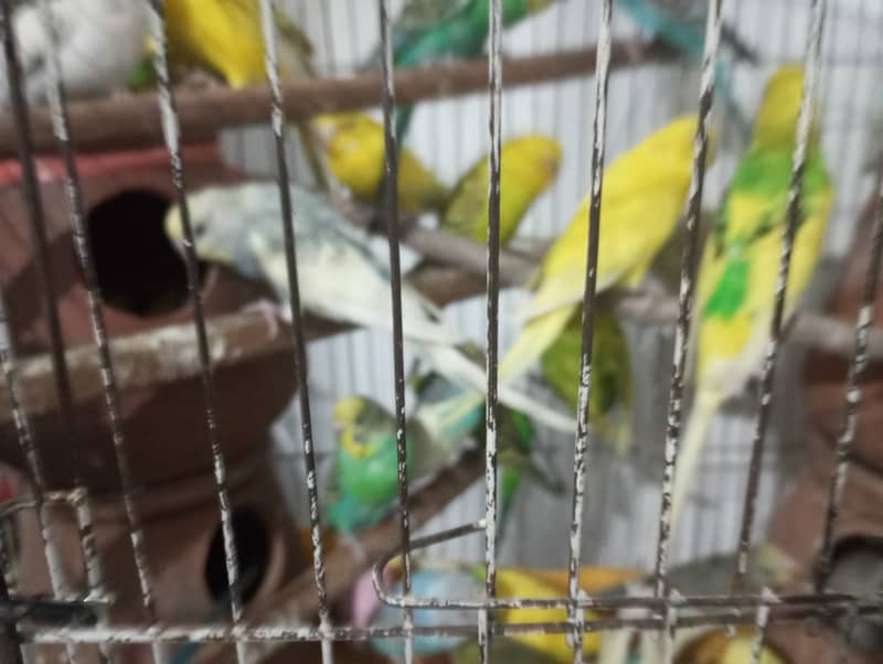 50 Australian parrots With Cage (Read Add) 4