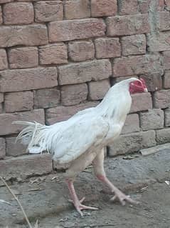 Hen