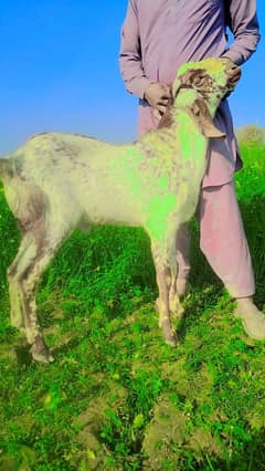 Desi Bakra For Sale Call me _03278290878