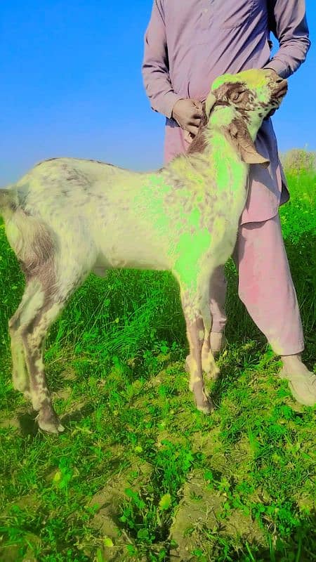 Desi Bakra For Sale Call me _03278290878 0