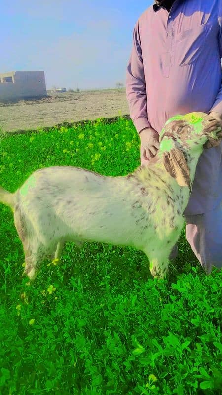 Desi Bakra For Sale Call me _03278290878 1