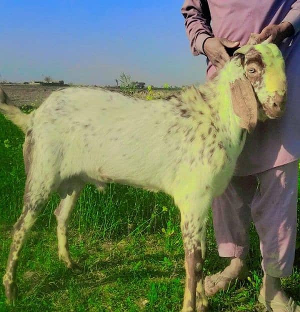 Desi Bakra For Sale Call me _03278290878 3