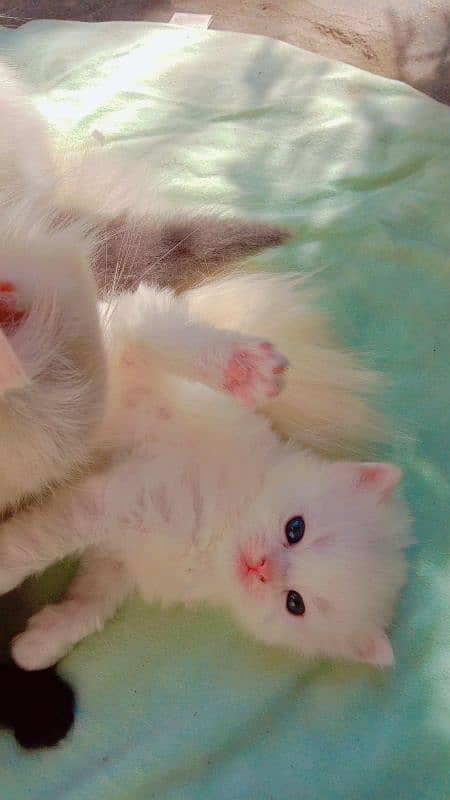 tripple coated kitten pairs for sale 5