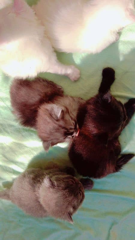 tripple coated kitten pairs for sale 8