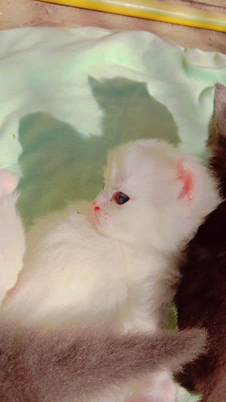 tripple coated kitten pairs for sale 9