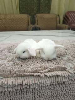 BLUE EYES WHITE HOLLAND LOP