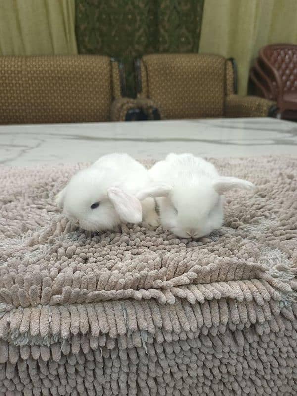 BLUE EYES WHITE HOLLAND LOP 0