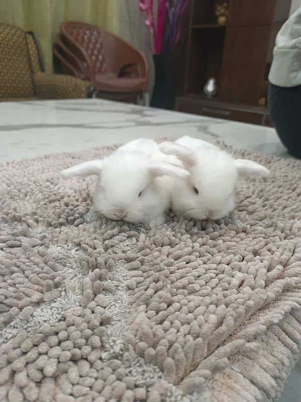 BLUE EYES WHITE HOLLAND LOP 1