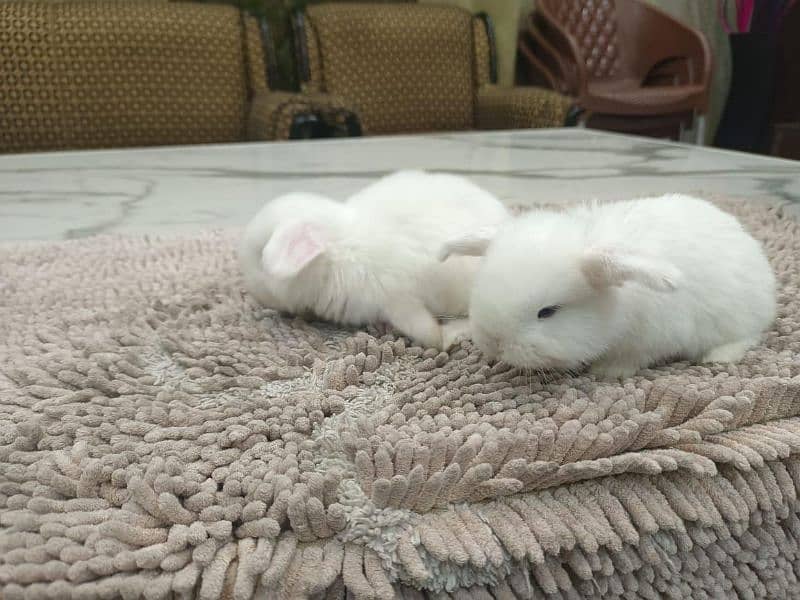 BLUE EYES WHITE HOLLAND LOP 2