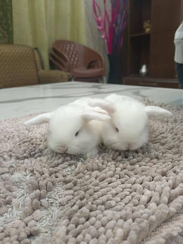 BLUE EYES WHITE HOLLAND LOP 3