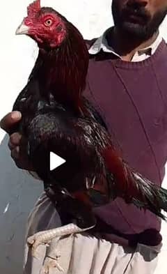 Pure mian wali murgha/hen