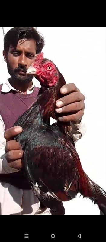 Pure mian wali murgha/hen 1