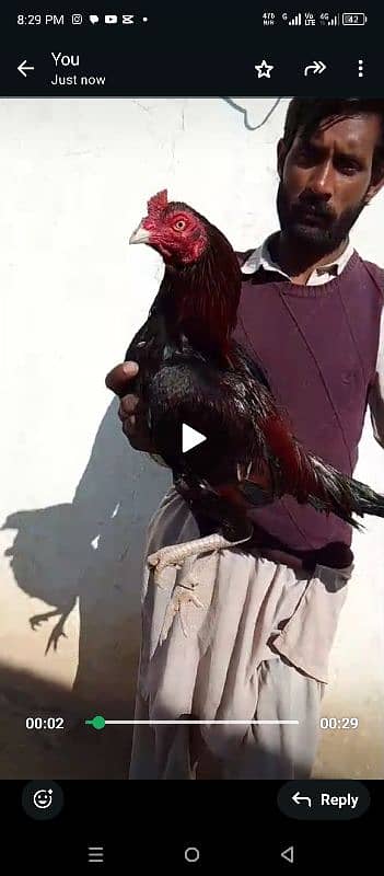 Pure mian wali murgha/hen 3