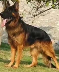 German shepherd Long Coat Male & Female  For Sale 03463649736 WhatsApp