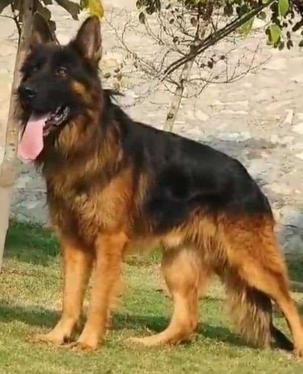 German shepherd Long Coat Male & Female  For Sale 03463649736 WhatsApp 1