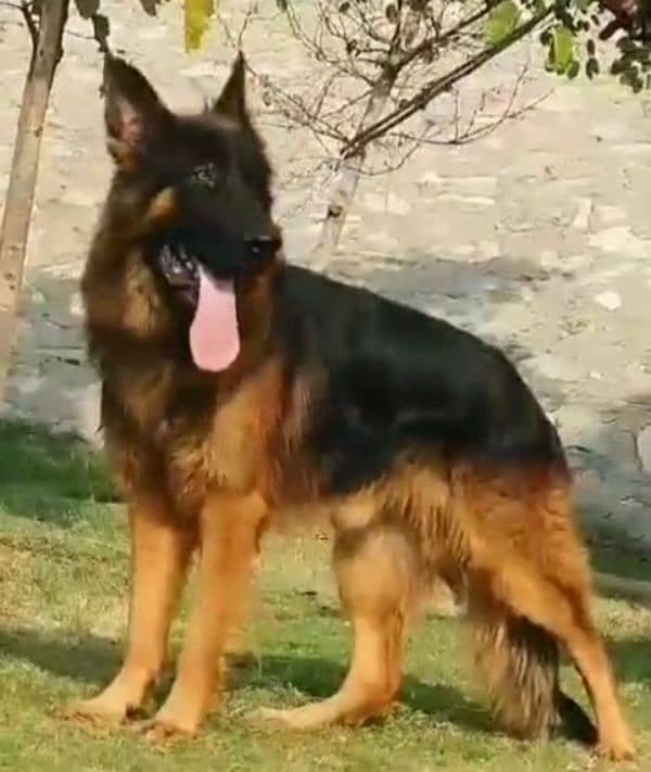 German shepherd Long Coat Male & Female  For Sale 03463649736 WhatsApp 2