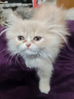 Male Kitten