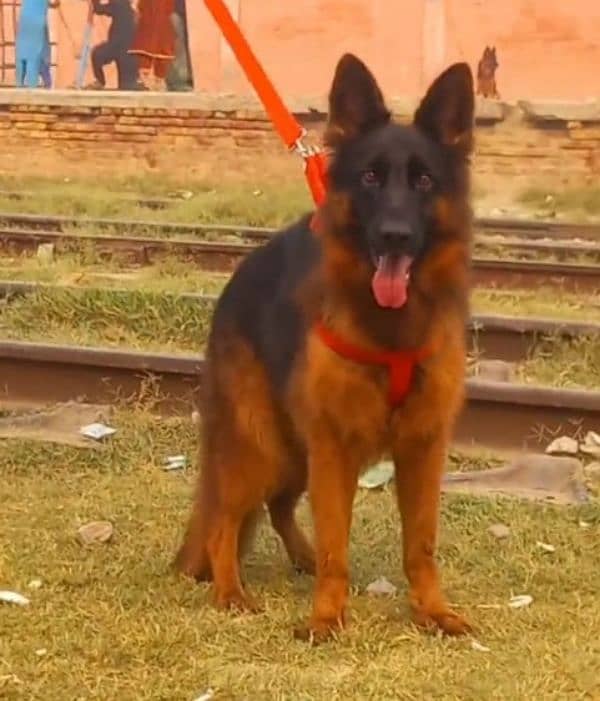 German shepherd Long Coat Male & Female  For Sale 03463649736 WhatsApp 1