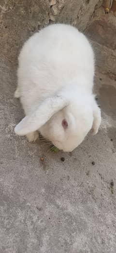 HOLLAND LOP female for sal