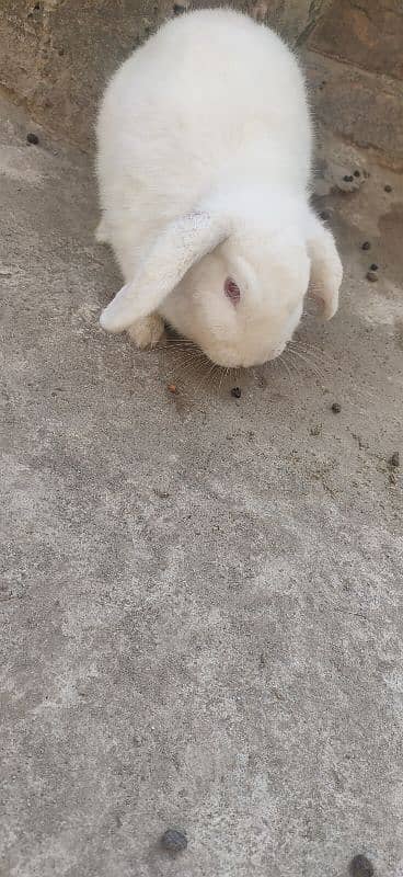 HOLLAND LOP female for sal 1