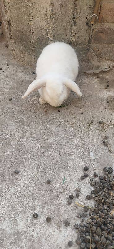 HOLLAND LOP female for sal 2