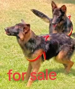 German shepherd Long Coat Male & Female  For Sale 03463649736 WhatsApp