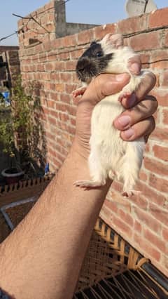 guinea pigs pups pair