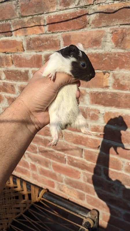 guinea pigs pups pair 1