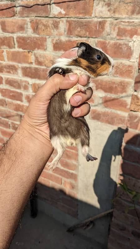 guinea pigs pups pair 3