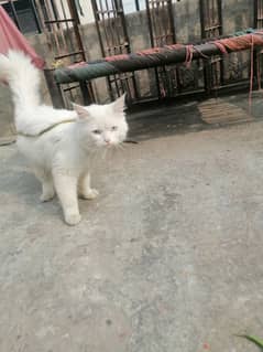 sell cat my number 03028974329