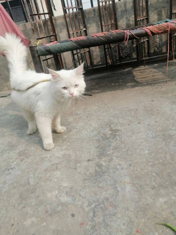 sell cat my number 03028974329 0