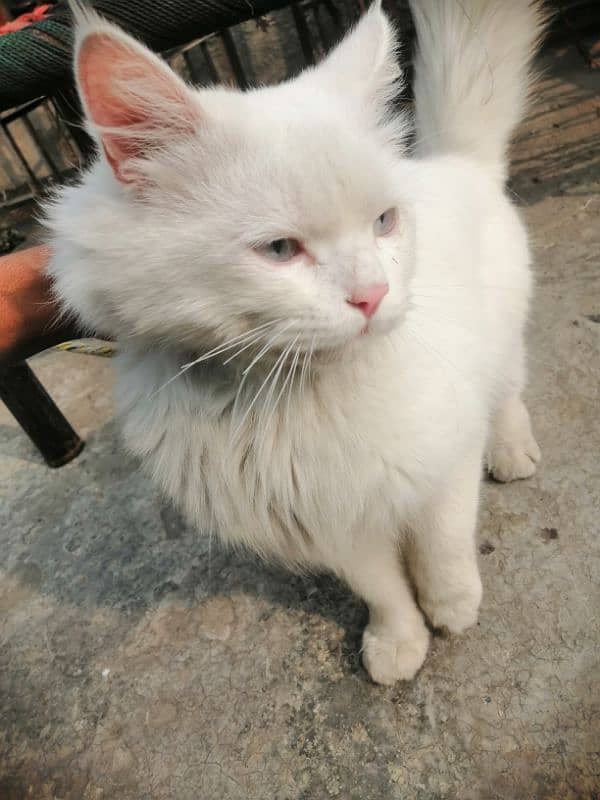 sell cat my number 03028974329 2