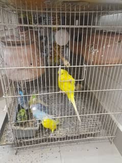 All parrot for sale