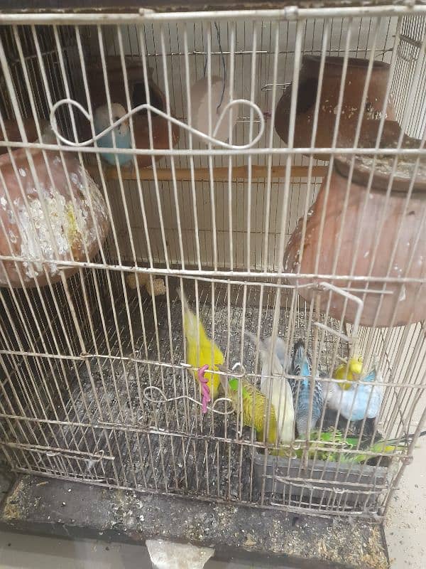 All parrot for sale 1