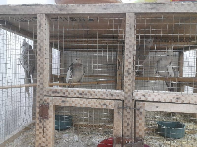 All parrot for sale 2